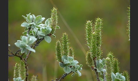 Woll-Weide (Salix lanata)