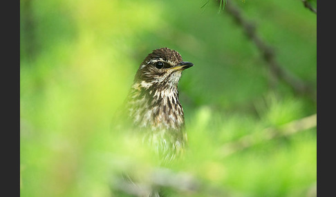 Rotdrossel (Turdus iliacus)