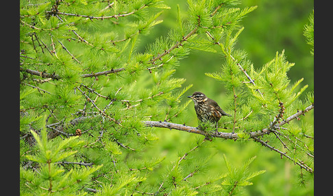 Rotdrossel (Turdus iliacus)