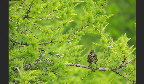 Rotdrossel (Turdus iliacus)