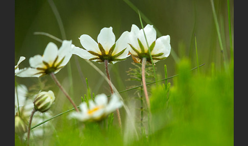 Silberwurz (Dryas octopetala)