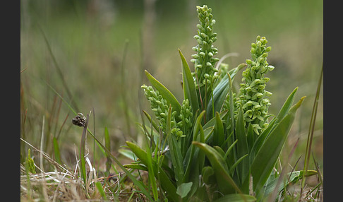 Nordische Waldhyazinthe (Platanthera hyperborea)