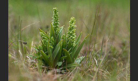 Nordische Waldhyazinthe (Platanthera hyperborea)