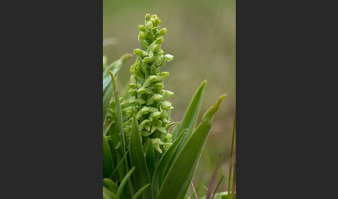 Nordische Waldhyazinthe (Platanthera hyperborea)