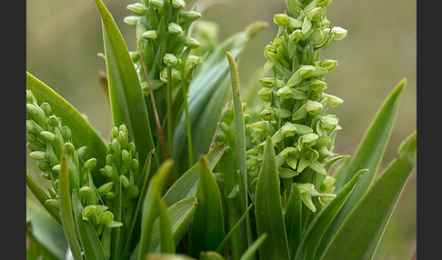 Nordische Waldhyazinthe (Platanthera hyperborea)