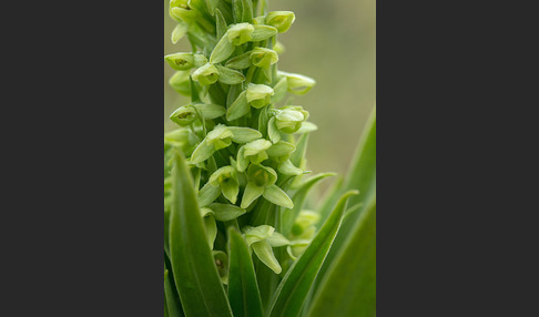 Nordische Waldhyazinthe (Platanthera hyperborea)