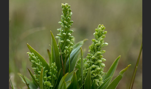 Nordische Waldhyazinthe (Platanthera hyperborea)