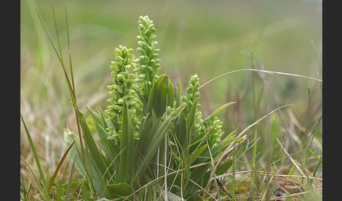 Nordische Waldhyazinthe (Platanthera hyperborea)