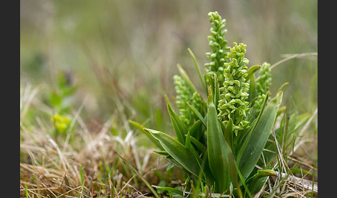 Nordische Waldhyazinthe (Platanthera hyperborea)