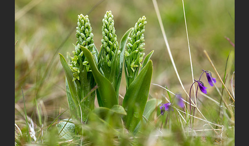 Nordische Waldhyazinthe (Platanthera hyperborea)