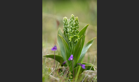 Nordische Waldhyazinthe (Platanthera hyperborea)