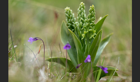 Nordische Waldhyazinthe (Platanthera hyperborea)