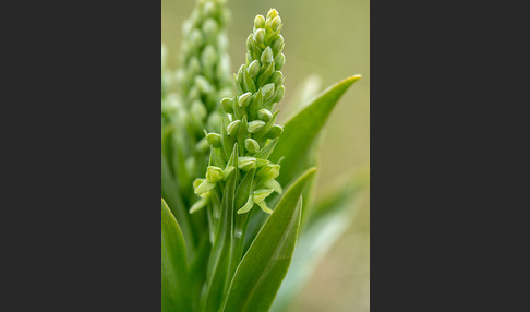 Nordische Waldhyazinthe (Platanthera hyperborea)