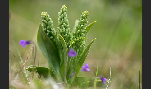 Nordische Waldhyazinthe (Platanthera hyperborea)