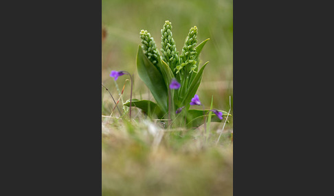 Nordische Waldhyazinthe (Platanthera hyperborea)