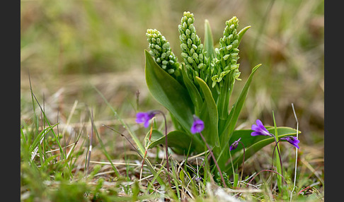 Nordische Waldhyazinthe (Platanthera hyperborea)