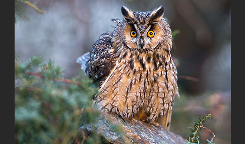 Waldohreule (Asio otus)