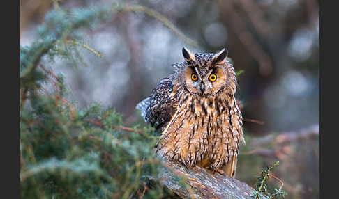 Waldohreule (Asio otus)