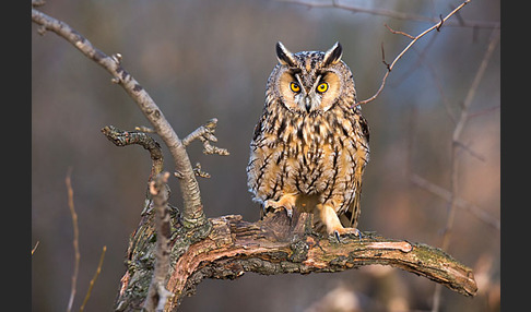 Waldohreule (Asio otus)