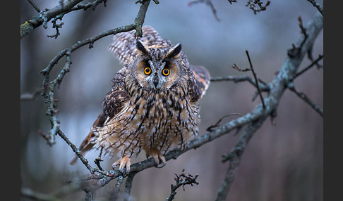 Waldohreule (Asio otus)