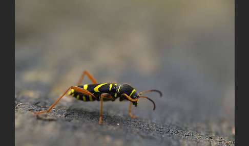 Gemeiner Widderbock (Clytus arietis)