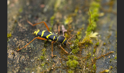 Gemeiner Widderbock (Clytus arietis)