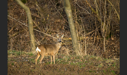 Rehwild (Capreolus capreolus)