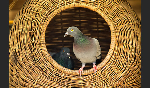 Haustaube (Columba livia domestica)