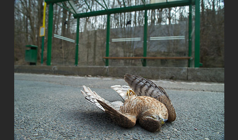 Sperber (Accipiter nisus)