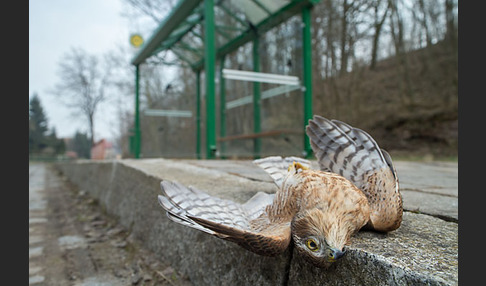 Sperber (Accipiter nisus)