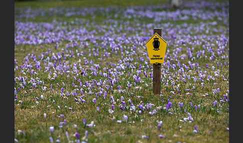 Frühlings-Safran (Crocus vernus)