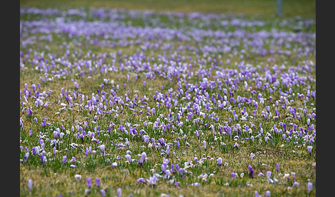 Frühlings-Safran (Crocus vernus)