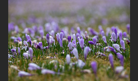 Frühlings-Safran (Crocus vernus)