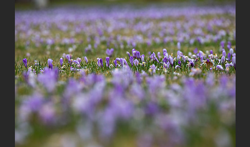 Frühlings-Safran (Crocus vernus)