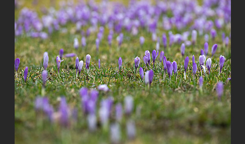 Frühlings-Safran (Crocus vernus)