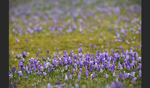 Frühlings-Safran (Crocus vernus)