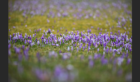 Frühlings-Safran (Crocus vernus)