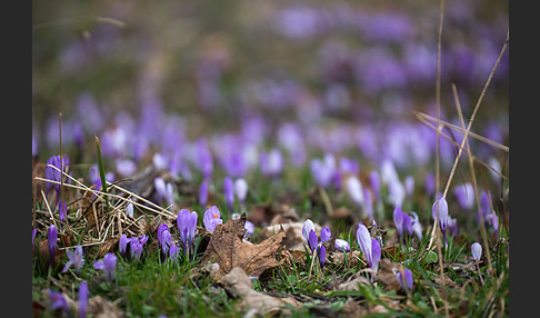 Frühlings-Safran (Crocus vernus)