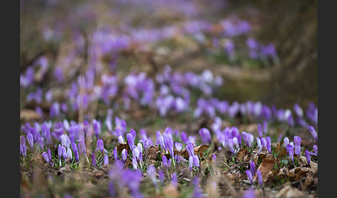 Frühlings-Safran (Crocus vernus)