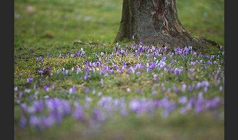 Frühlings-Safran (Crocus vernus)