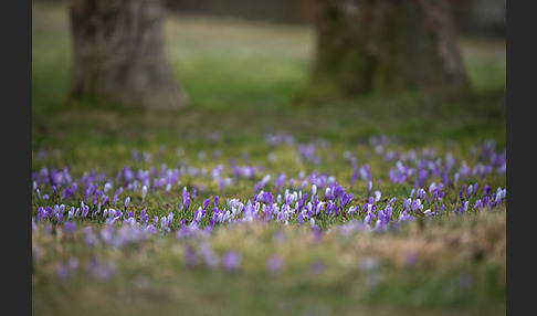 Frühlings-Safran (Crocus vernus)