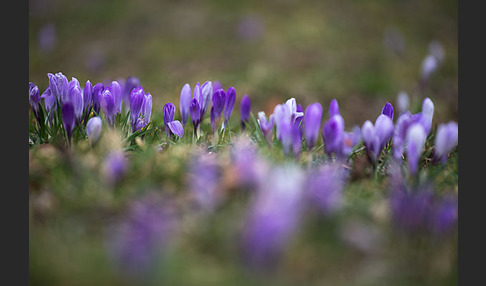 Frühlings-Safran (Crocus vernus)