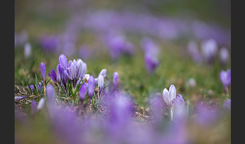 Frühlings-Safran (Crocus vernus)