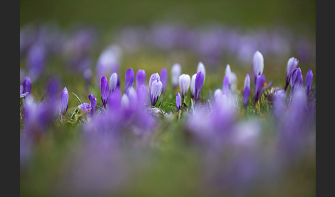 Frühlings-Safran (Crocus vernus)