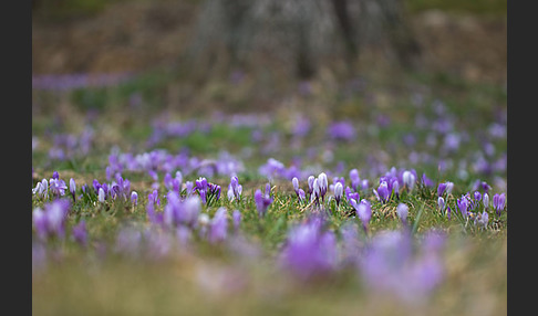 Frühlings-Safran (Crocus vernus)