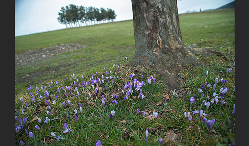 Frühlings-Safran (Crocus vernus)