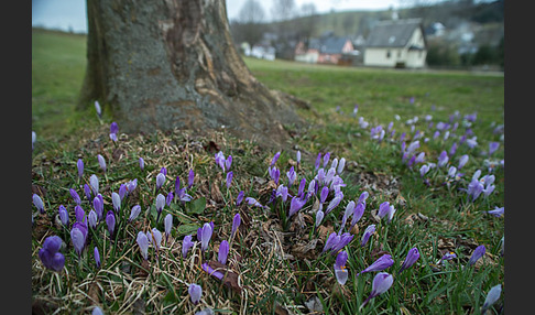 Frühlings-Safran (Crocus vernus)