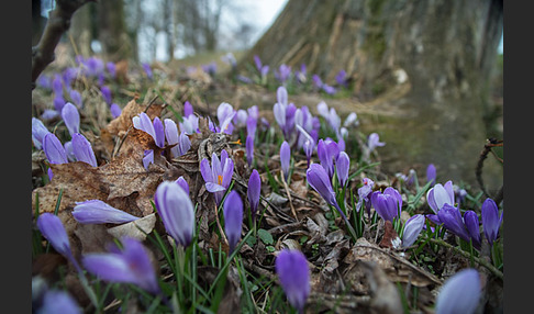 Frühlings-Safran (Crocus vernus)