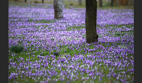 Frühlings-Safran (Crocus vernus)