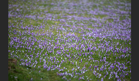 Frühlings-Safran (Crocus vernus)